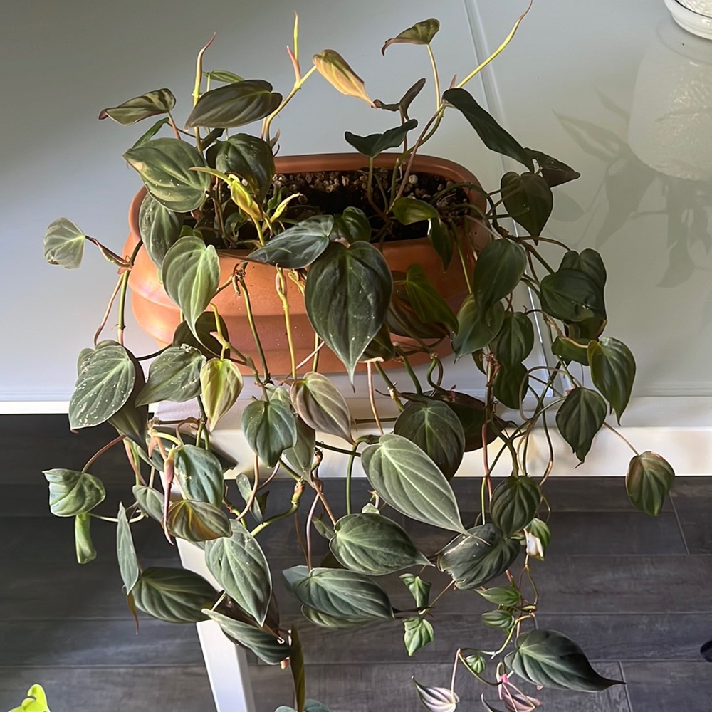 4 Philodendron Micans cuttings